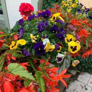 Meet your Posher, Dina